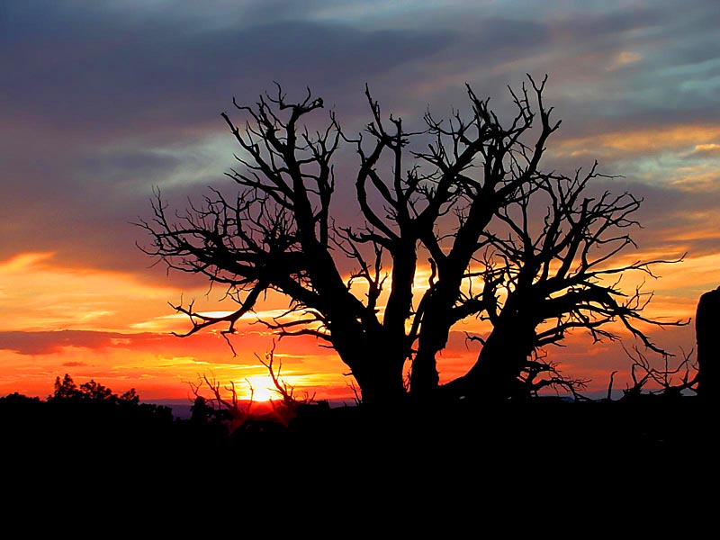 Dead Tree at Sunset