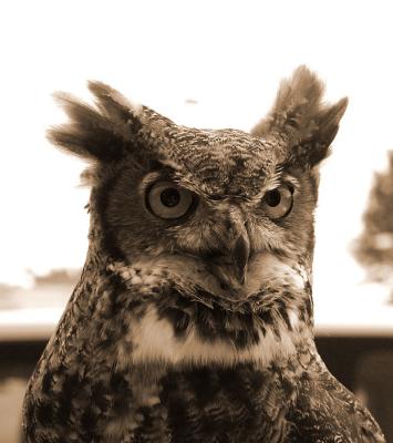 Educational Owl