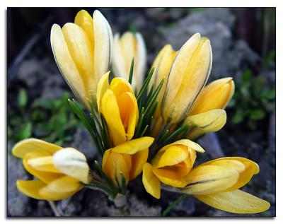 Yellow Crocus