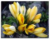 Yellow Crocus