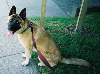 Vancouver SPCA shelter:
This is Bugsy. Oh, he is a playful boy!