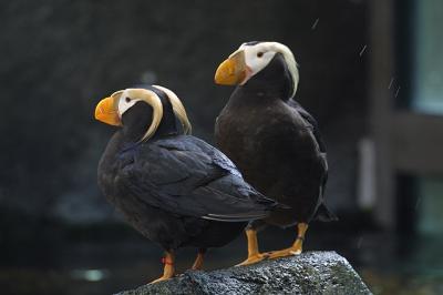 Sealife center - Alaska
