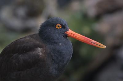 Black Oystercatcher
(Haematopus hachmani)