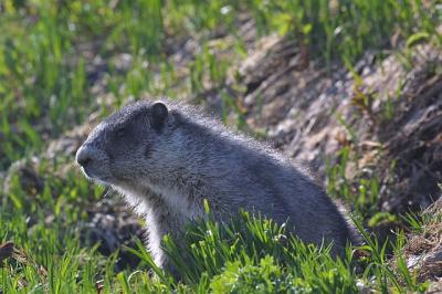 Marmot
