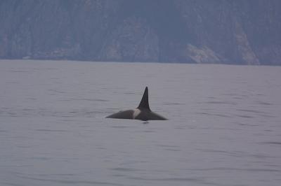 Dall's Porpoise
(Phocoenidae dalli)