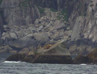 Stellar sea lions