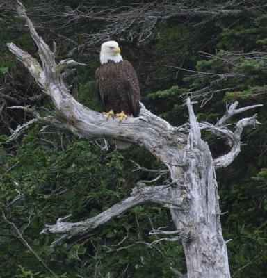 Bald eagle