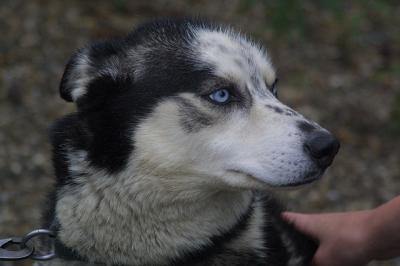 Sled dogs - Alaska