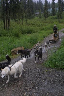 Sled dogs - Alaska