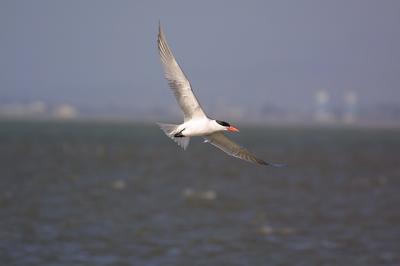 IMG_9507.jpg