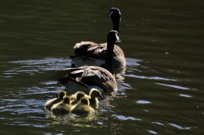 Canada geese (Branta canadensis)