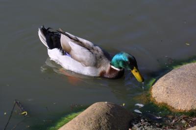 Mallard duck (Anas platyrhynchos)