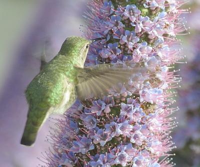 Hummingbirds