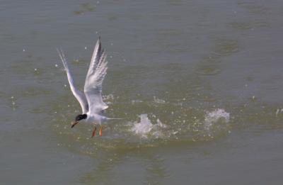 IMG_0533.jpg