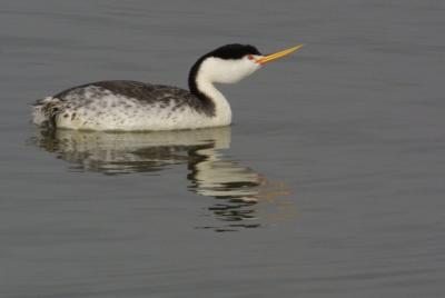 Clark's Grebe (Aechmophorus clarkii)