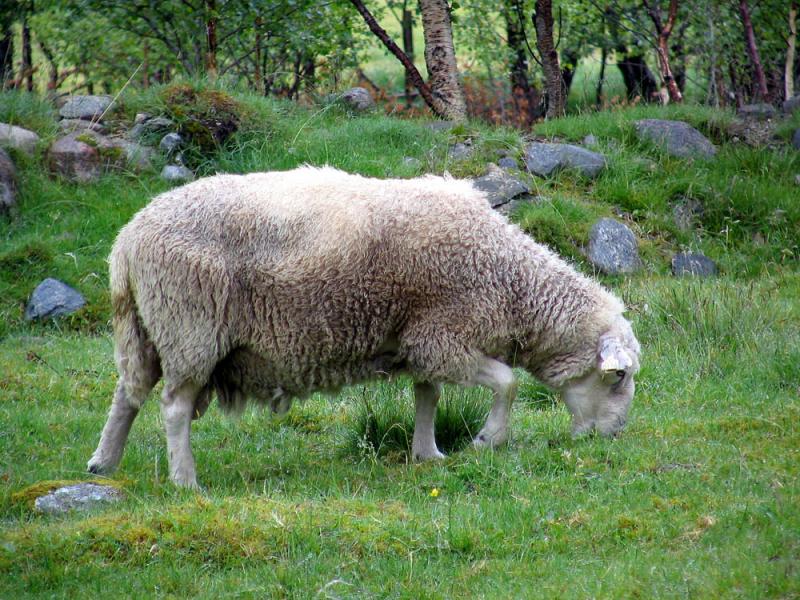 A pasturing sheep