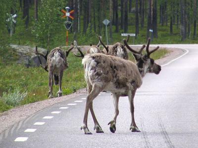A reindeer somewhere in Sweden