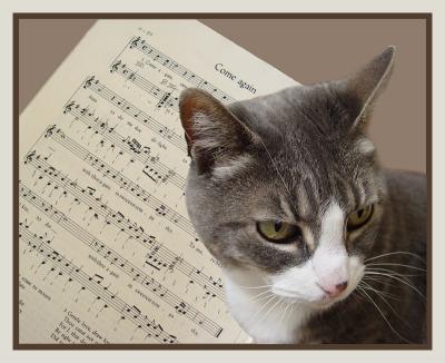 I'm a Musical Cat by Ann Chaikin