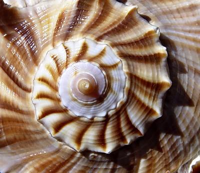 Simply Spirals * by mlynn