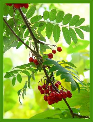 Berries by canadian ann