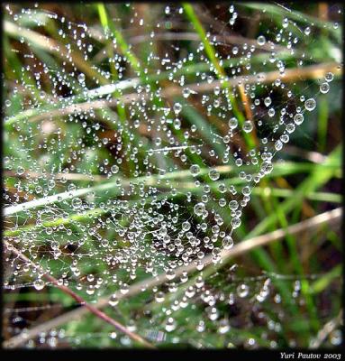 The Spider's riches  *by Yuri Pautov