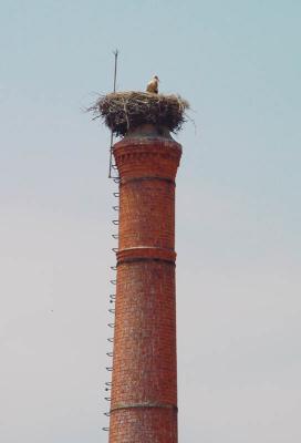 Bird in (on) the chimneyBy Jon Mold