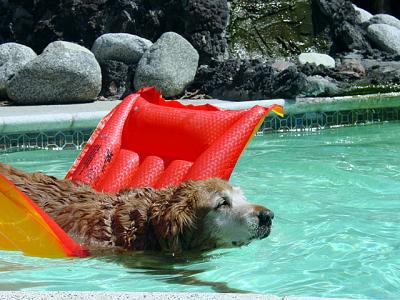 golden retrievers know how to have fun! by Peggy