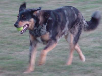 Happy Dogby Ann Chaikin