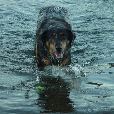 Where did the ball go?by Ann Chaikin