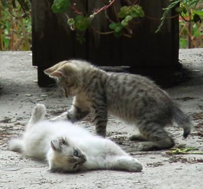 Let's Play by Dee Golden