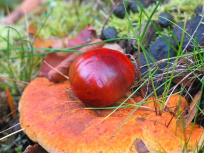 Chestnut * by Kazu
