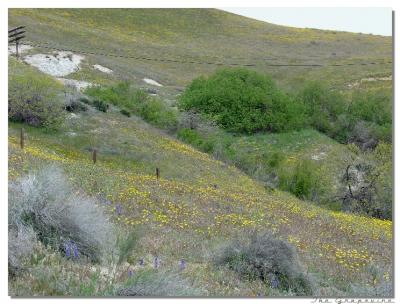 Wide Open Spaces~not for voting~