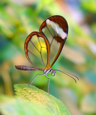 Glass Wing Butterflyby Sprouse