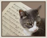 <B>Im a Musical Cat</B> <BR><FONT size=2>by Ann Chaikin</FONT>