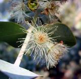 *Eucalyptus Pollen by Debbi in California*