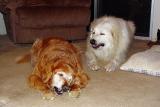 love those rawhide chews! by Peggy