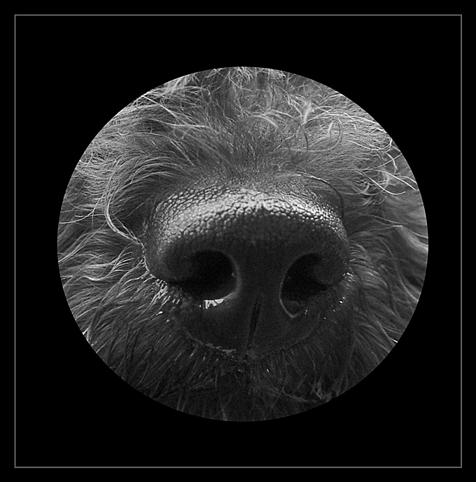 Little Black Nose by Michele Pesta