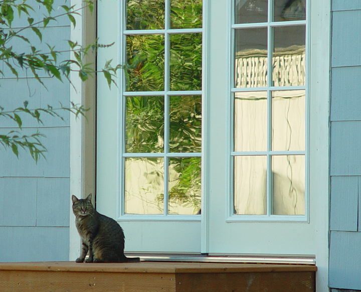 <B>Let the Cat In-Out-In-Out-In...</B><BR>by Ann Chaikin