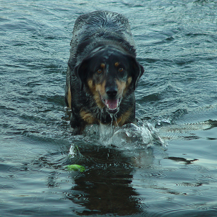 <B>Where did the ball go?</B><BR><FONT size=1>by Ann Chaikin</FONT>