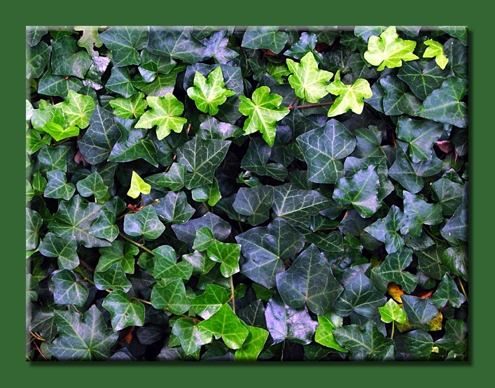 <B>Ivy League</B><BR><FONT size=2>by Faye White</FONT>