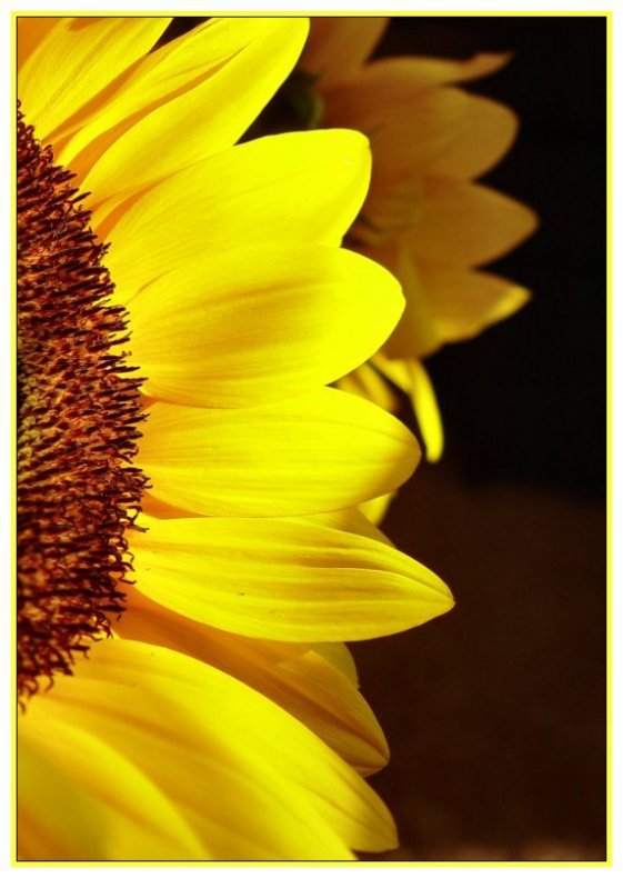 <b>Summers Bounty</b><br><font size=1>by Bev Brink</font>