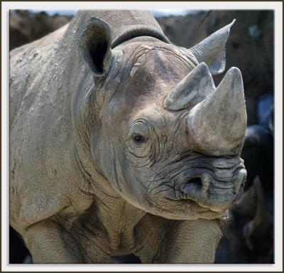 Zoo-Rhino_D2X1610.jpg