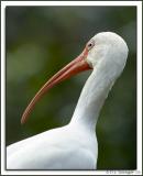 Ibis_DSC7174.jpg