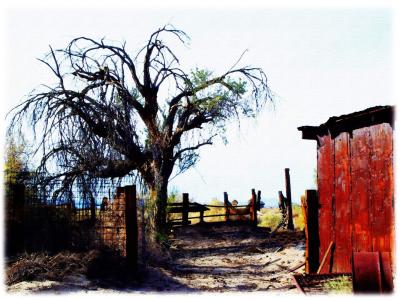 9902215.Barn_n_Tree_watercolor sm.jpg