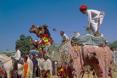 Camel377Show.jpg