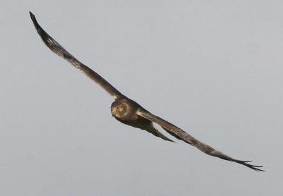 11-19 harrier 2323.jpg