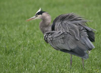 11-23 heron 2419.jpg