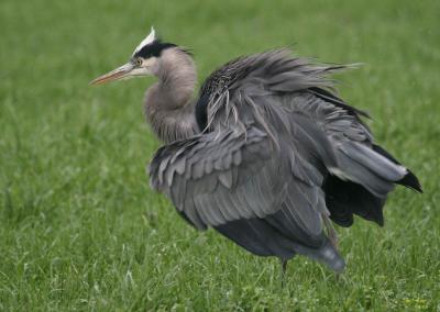 11-23 heron  2420.jpg