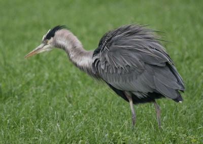 11-23 heron 2422.jpg