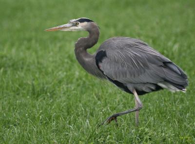 11-23 heron 2423.jpg